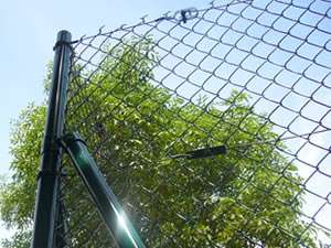 Chain Link Fence