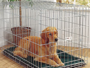 Dog Cages